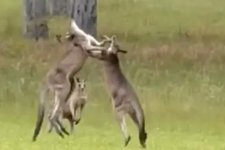 NSW: Đám cưới bị hoãn vì trận đấu võ của hai con kangaroo
