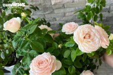 Trồng hoa hồng trước nhà ảnh hưởng thế nào đến yếu tố phong thủy?