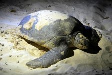 Độc đáo trải nghiệm khám phá rùa đẻ trứng tại Côn Đảo