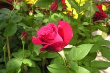 Cách trồng hoa hồng đúng kỹ thuật từ A đến Z