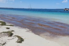 Tin Úc: Người dân không nên đến những bờ biển bị chuyển thành màu nâu đỏ