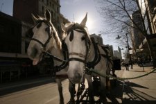 Melbourne: Xe ngựa sẽ bị cấm lưu thông trong trung tâm thành phố