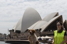 Nhà hát Opera Sydney thuê chó đuổi mòng biển
