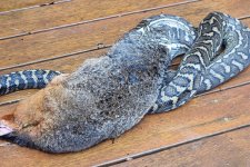 Queensland: Trăn thảm không thể nuốt nổi cáo túi vì quá lớn