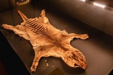Tasmania: Tìm thấy xác hổ Tasmania cuối cùng trong ngăn kéo viện bảo tàng