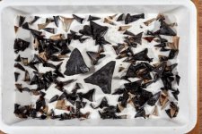 Phát hiện hàng trăm hóa thạch răng cá mập dưới đáy Ấn Độ Dương
