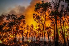 Cảnh báo cháy rừng ở Nam Úc