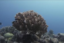 Rạn san hô Great Barrier có thể được phục hồi nhờ phương pháp mới