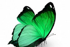 Trắc nghiệm tâm lý: Chọn một con bướm dựa trên cảm giác của bạn