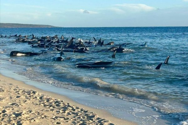 Tây Úc: Giải cứu 130 cá voi mắc cạn trên bờ biển