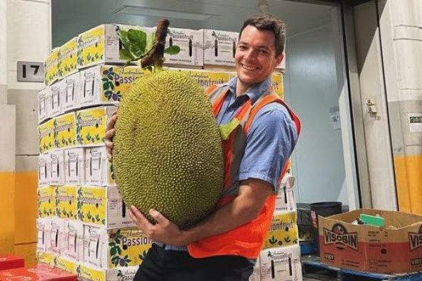 Queensland: Trái mít khổng lồ nặng 45 kg