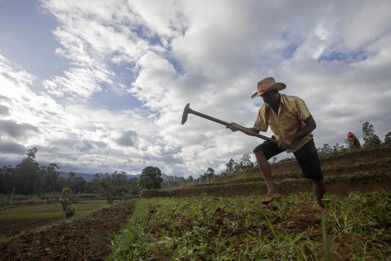 Hồi tháng 5/2021, Sri Lanke cấm tất cả phân bón và thuốc trừ sâu đã buộc nông dân phải sử dụng sản phẩm hữu cơ mà không có cảnh báo nào trước đó. Ảnh: AP