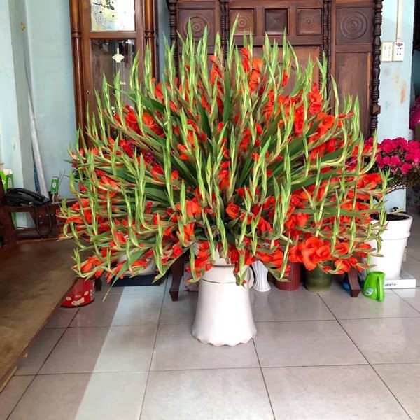 Hãy thưởng thức hình ảnh các bông hoa lay ơn đầy sắc màu và tinh tế trên nền nã của mảnh đất Việt Nam.