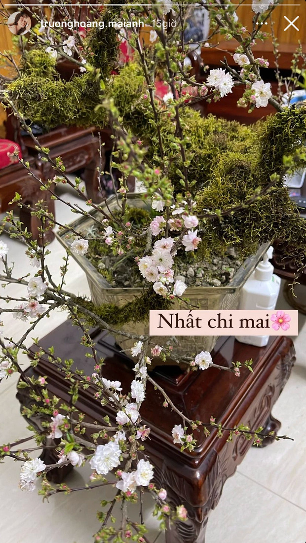 Sao Việt nô nức đọ thú chơi cây ngày Tết: Tuyết mai trắng nở bừng nổi bần bật, một loại cây cổ quay trở lại đường đua - Ảnh 6.