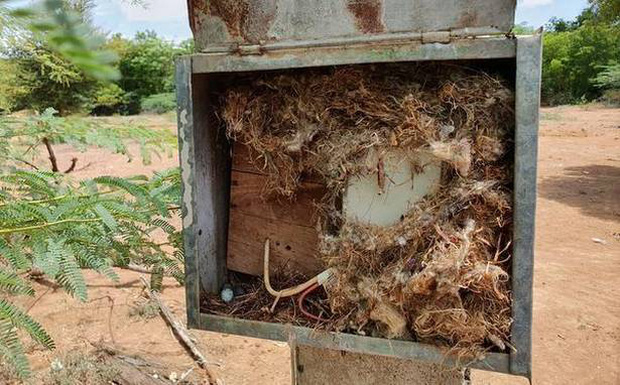 Thấy cảnh kỳ lạ trong ổ công tắc bật đèn đường, 120 gia đình trong làng đồng lòng làm một hành động khiến cả thế giới cảm động tán dương - Ảnh 2.