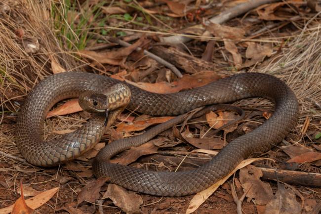 Eastern brown snakes live in some of Australia’s most highly populated areas, so they are one of the most frequently encountered species of snake.