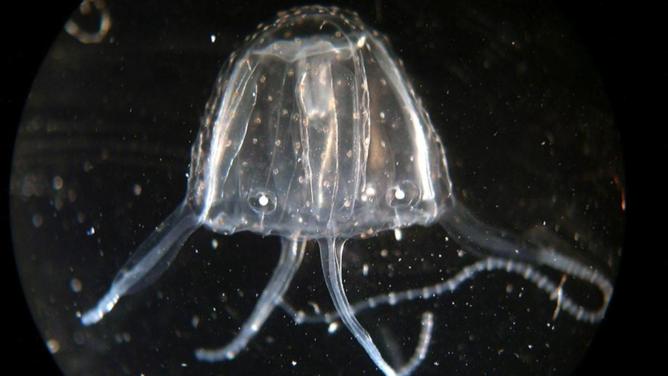 The Irukandji jellyfish is a small, highly venomous species about two centimetres in diameter. (PR HANDOUT IMAGE PHOTO)