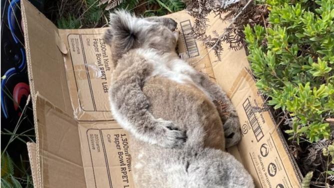 A Koala that was found placed on a cardboard box. ABC (Helen Oakley)