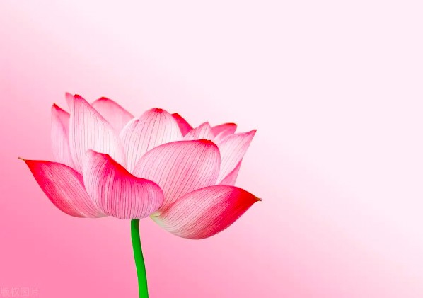Trắc nghiệm tâm lý: Chọn một bông hoa và xem mức độ trung thành của bạn trong mắt bạn bè - 2