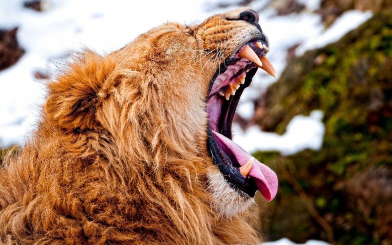 Bài tập mô phỏng lại hành động khi ngáp của loài sư tử.
