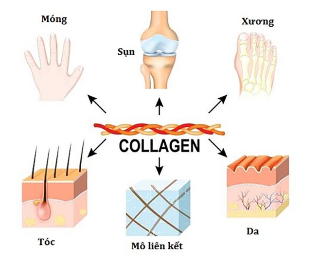 Collagen có mặt ở nhiều bộ phận trong cơ thể. (Ảnh minh họa)