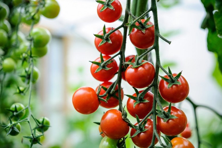 Cà chua bi có hàm lượng sắt cao gấp 8 lần táo, giàu chất chống oxy hóa như beta-carotene, vitamin C, lycopene,... (Ảnh minh họa)