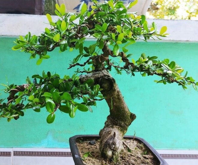 Cây dại này được ví như amp;#34;hòn ngọc Viễn Đôngamp;#34;, lên chậu thành bonsai tuyệt đẹp, có cây giá tiền tỷ - 1