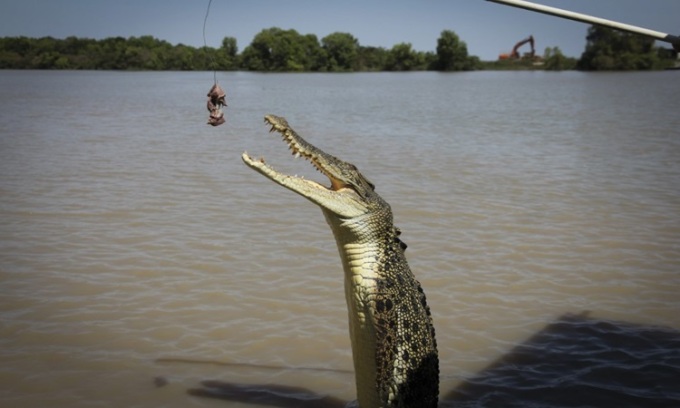 Cá sấu nước mặn phi thân đớp mồi ở Northern Territory. Ảnh: Alkira Reinfrank