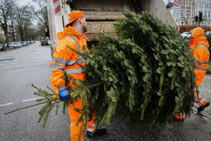 Công nhân di dời cây Giáng sinh bỏ đi ở Hamburg, Đức, ngày 6/1. Ảnh: AFP