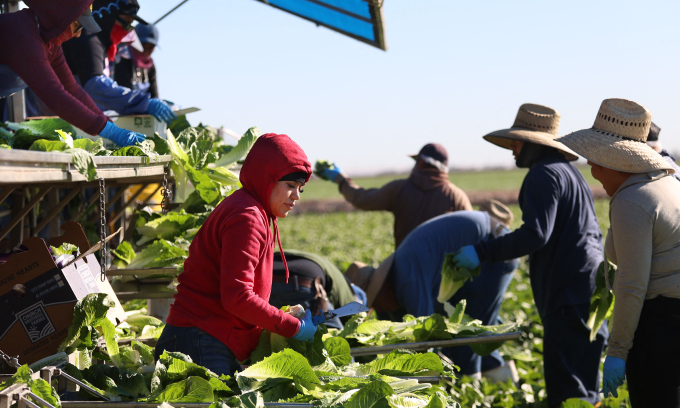 Lao động nhập cư thu hoạch nông sản tại bang California của Mỹ hôm 10/12/2024. Ảnh: AFP