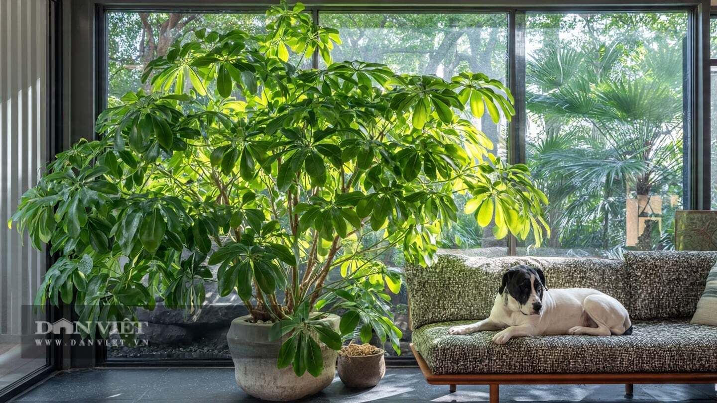 Bạn cần đặt cây cảnh gần cửa sổ trong phòng khách