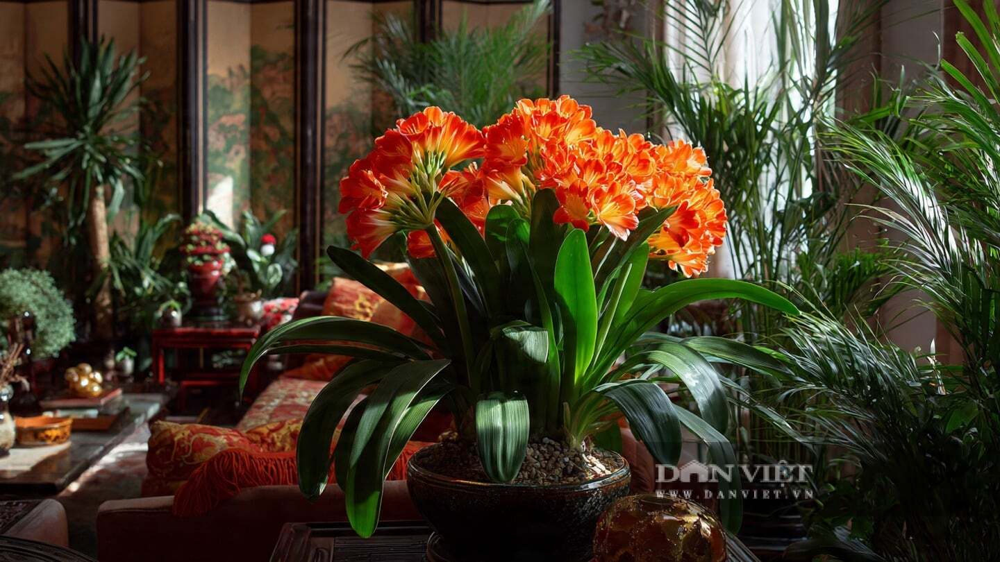 Cây cảnh này có lá rộng, mọc thẳng đứng