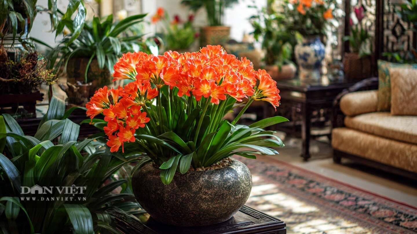 Người xưa dặn: Khi cây lan quân tử nở hoa, tài lộc và thịnh vượng sẽ đến với gia đình