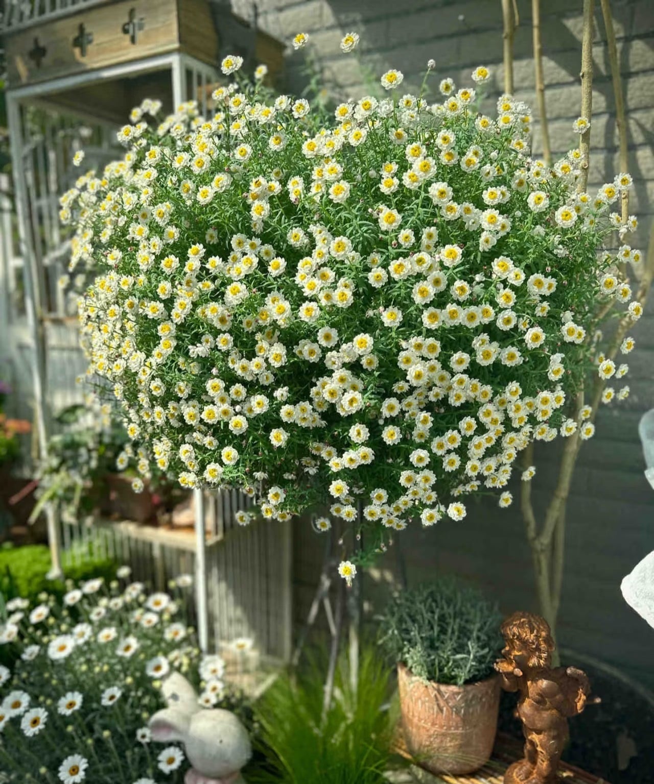 Về ý nghĩa phong thủy, hoa cúc tượng trưng cho sự giàu có và thịnh vượng. Ảnh minh họa Toutiao