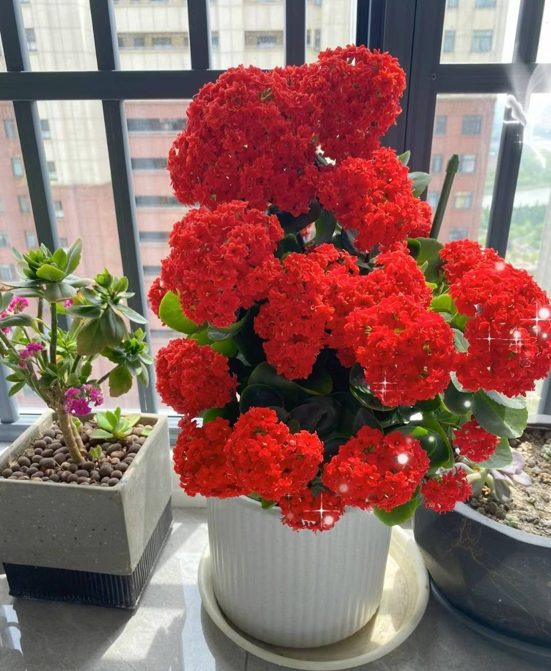 Cây cảnh này có một khả năng độc đáo