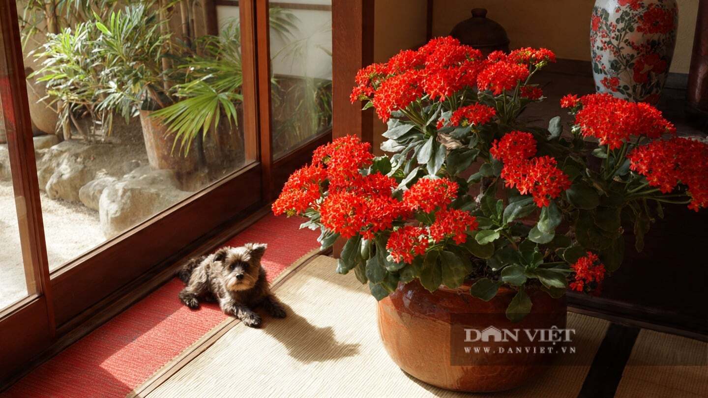 Đối với gia đình, việc chậu cây sống đời trong nhà tượng trưng cho sức khỏe và hạnh phúc.