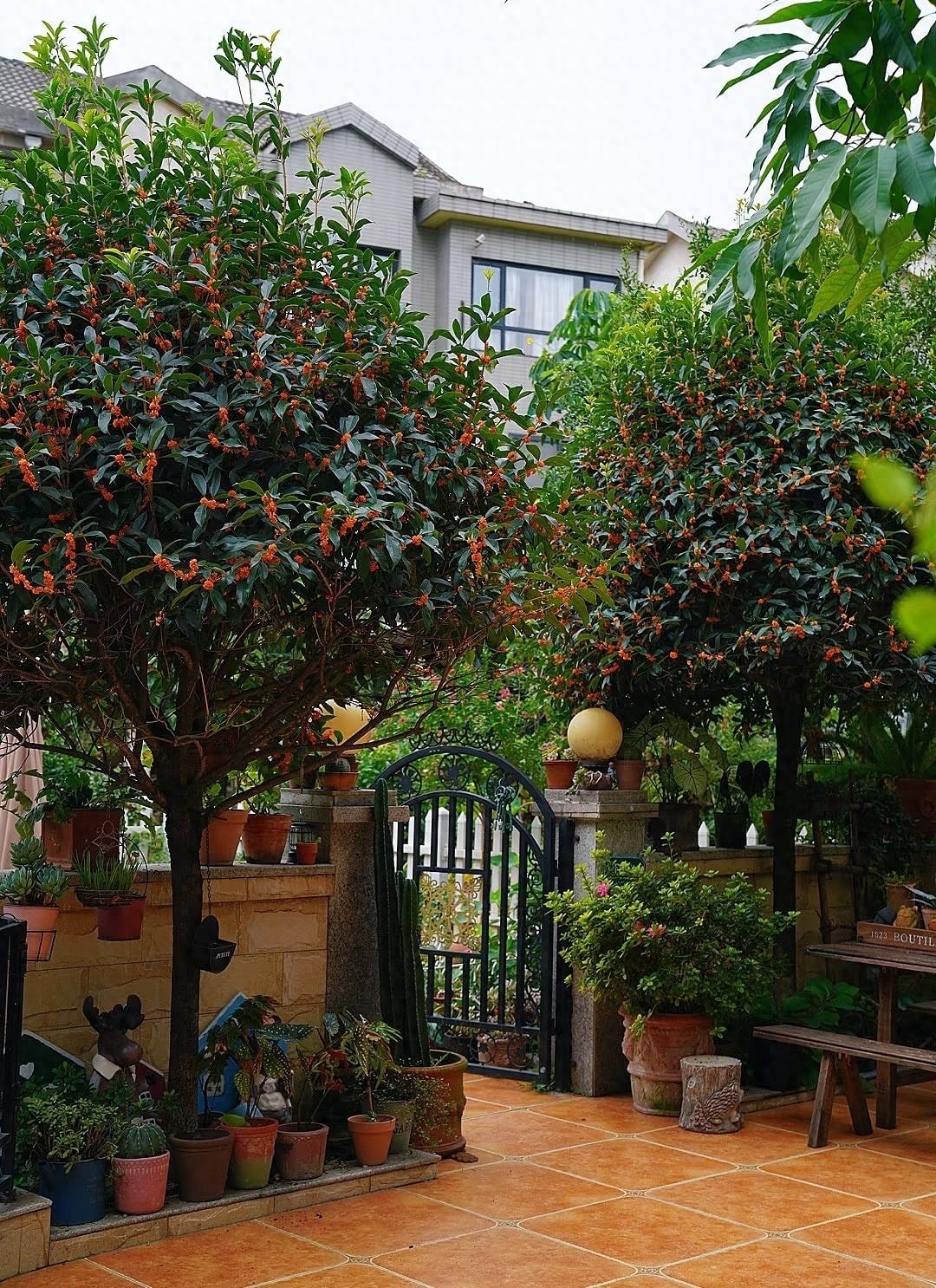 Cây cảnh này là loại ra hoa chậm. Ảnh minh họa Touiao