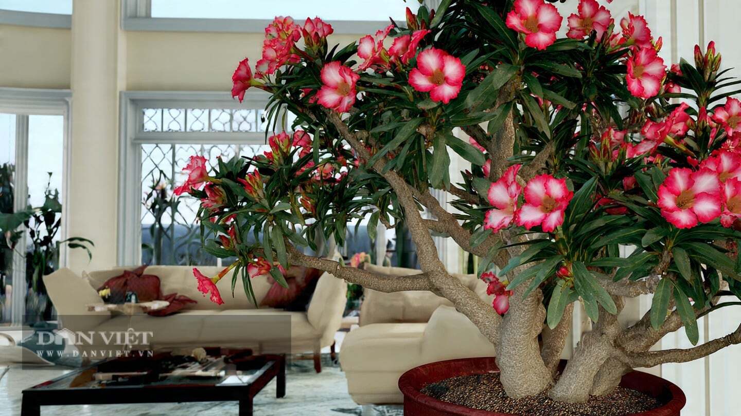 Trong phong thủy, hồng sa mạc được coi là một loài thực vật may mắn