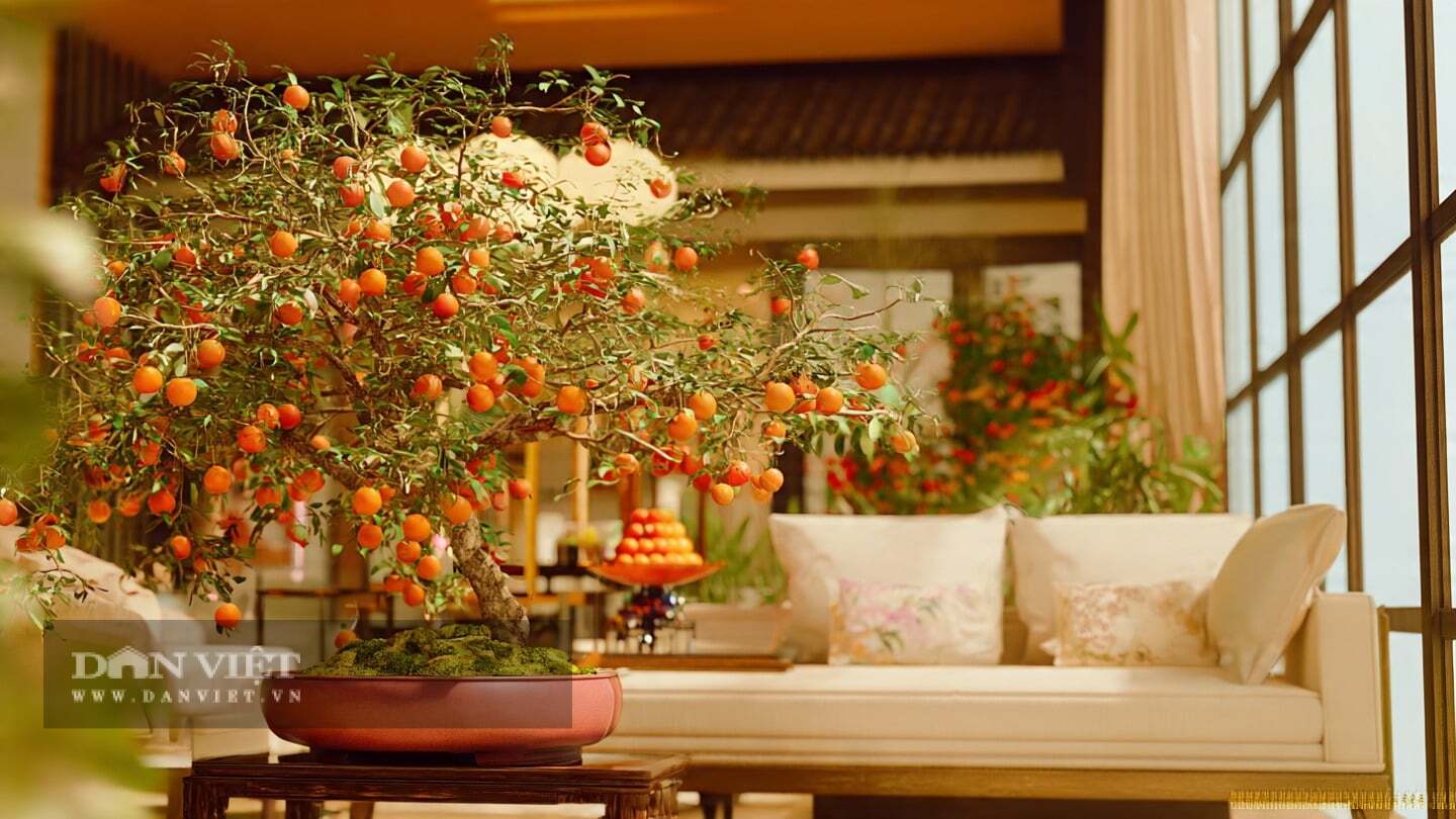 Cây cảnh không cần chăm sóc nhiều