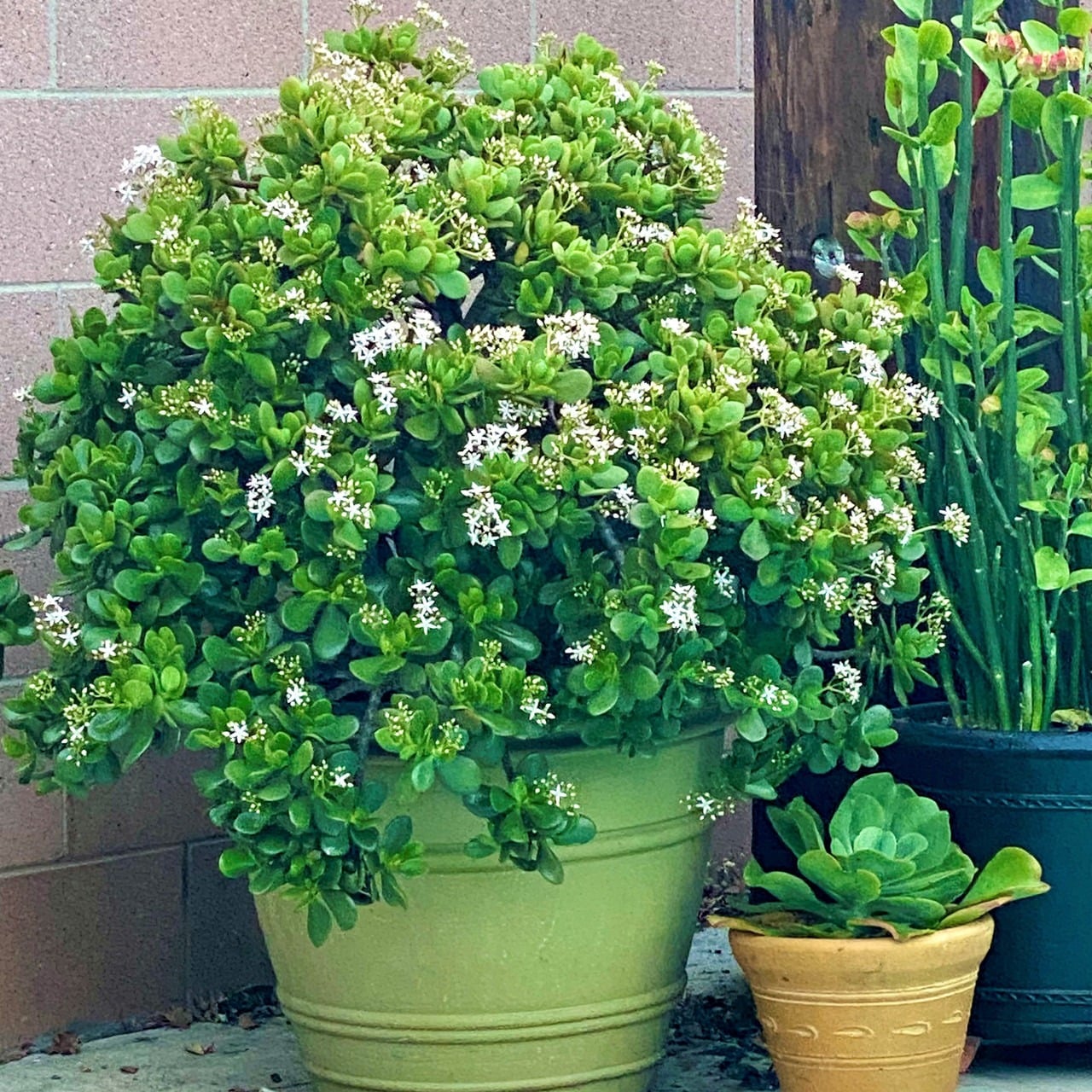 Khi già, cây cảnh này là cây thân gỗ dày, hình trụ, Ảnh minh họa mountaincrestgardens