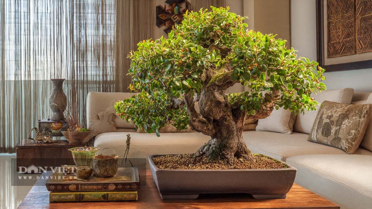 Người xưa khuyên: 3 cây cảnh bảo vệ gia đình, mang lại tài lộc, giữ cho mình là điều may mắn nhất - 2