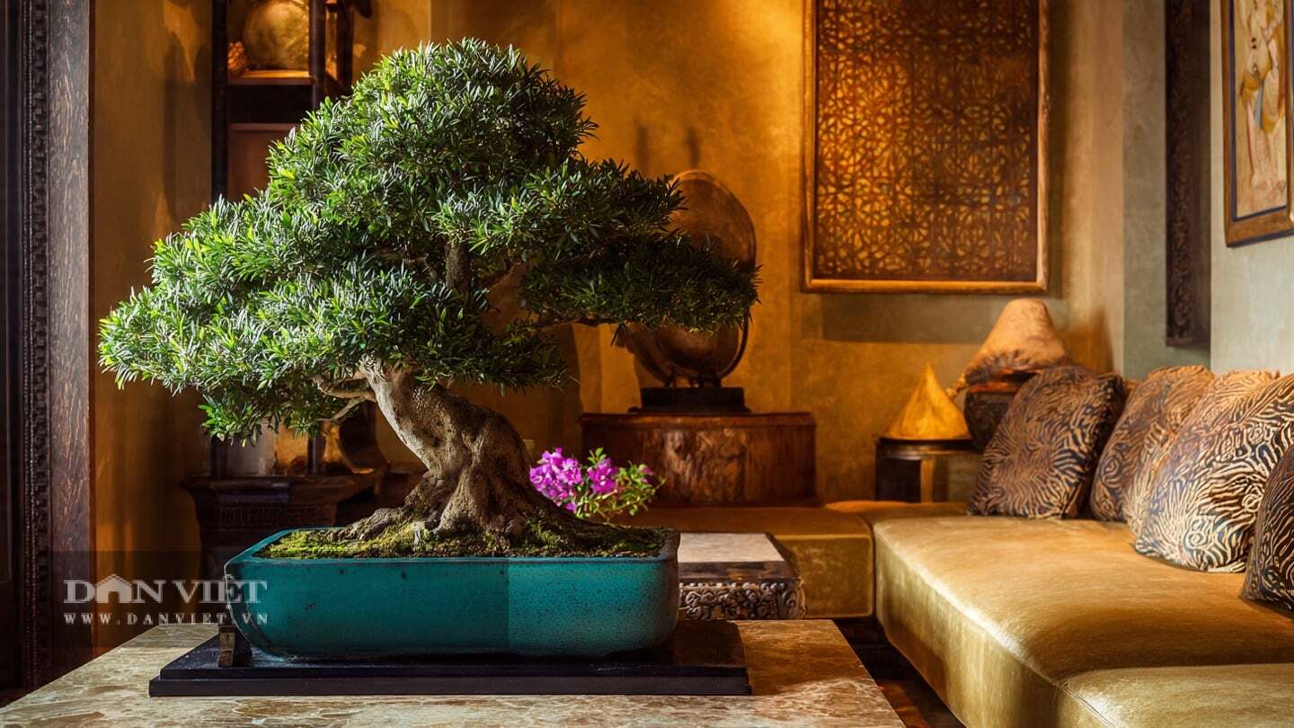 Người xưa khuyên: 3 cây cảnh bảo vệ gia đình, mang lại tài lộc, giữ cho mình là điều may mắn nhất - 11