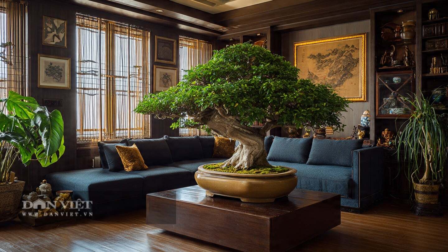 Cây cảnh vốn dĩ mang năng lượng của sự tích lũy và kết tủa.