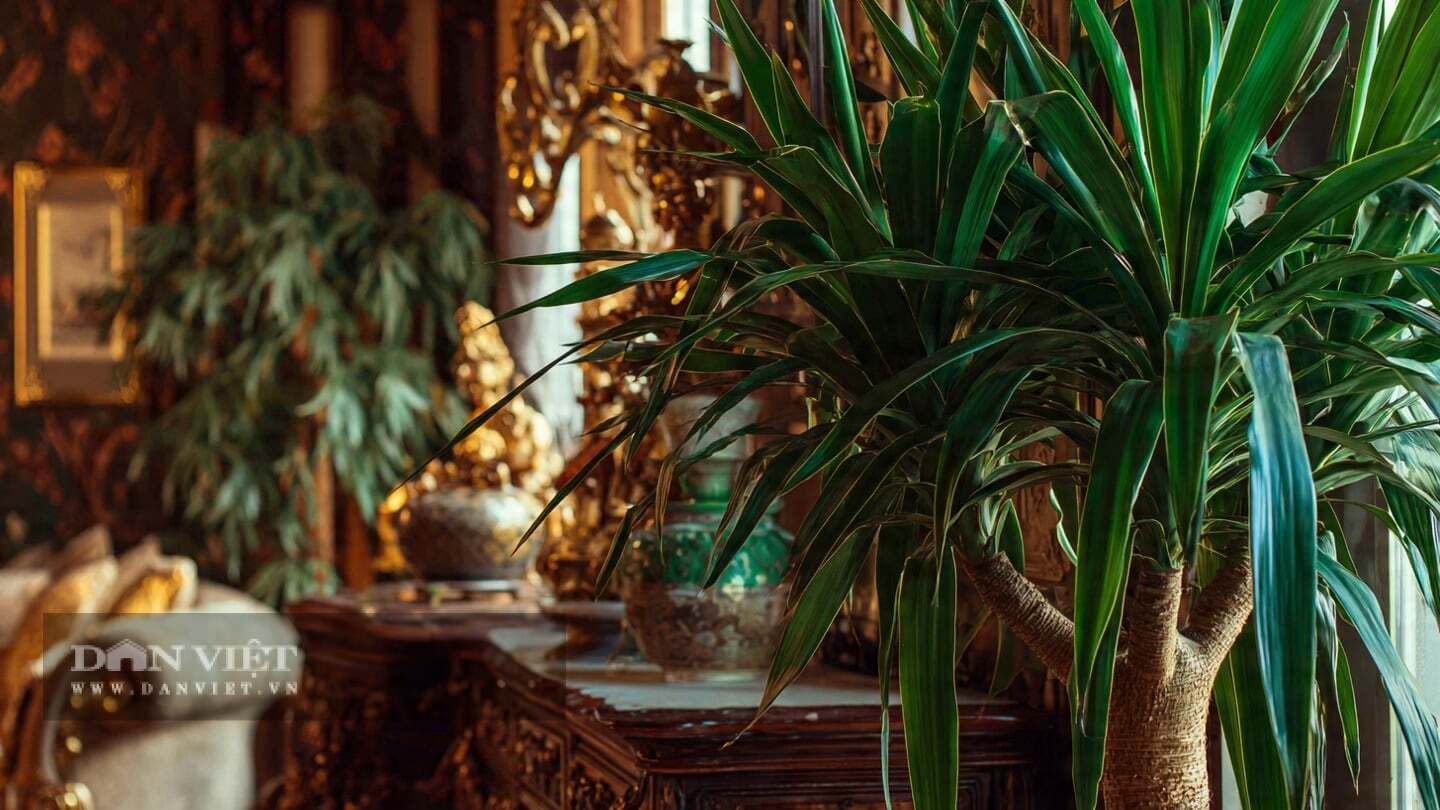 Bạn nên chăm sóc tốt cây cảnh huyết rồng và để nó đóng vai trò như một ngân hàng năng lượng trong nhà.