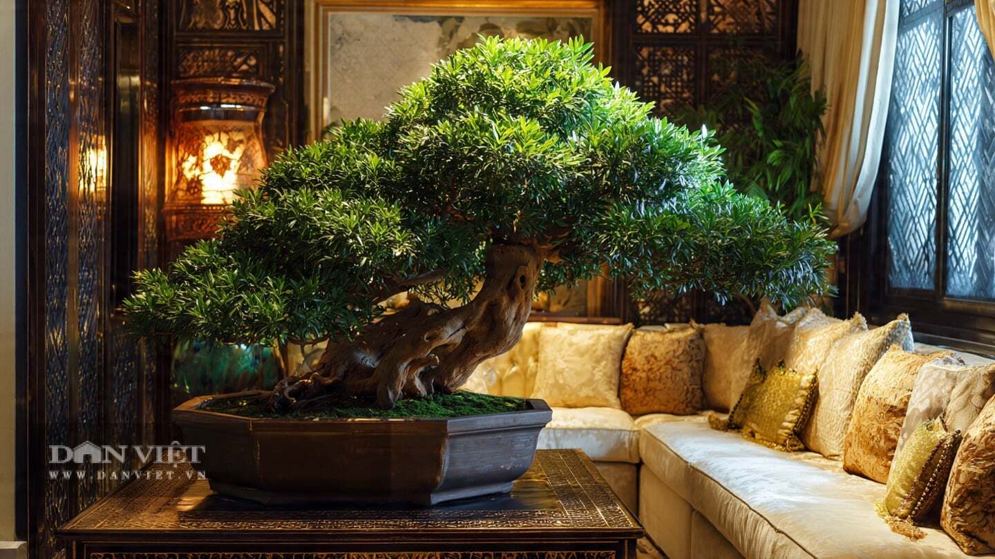 Cây cảnh tùng La Hán được gán cho ý nghĩa bảo vệ trong phong thủy.