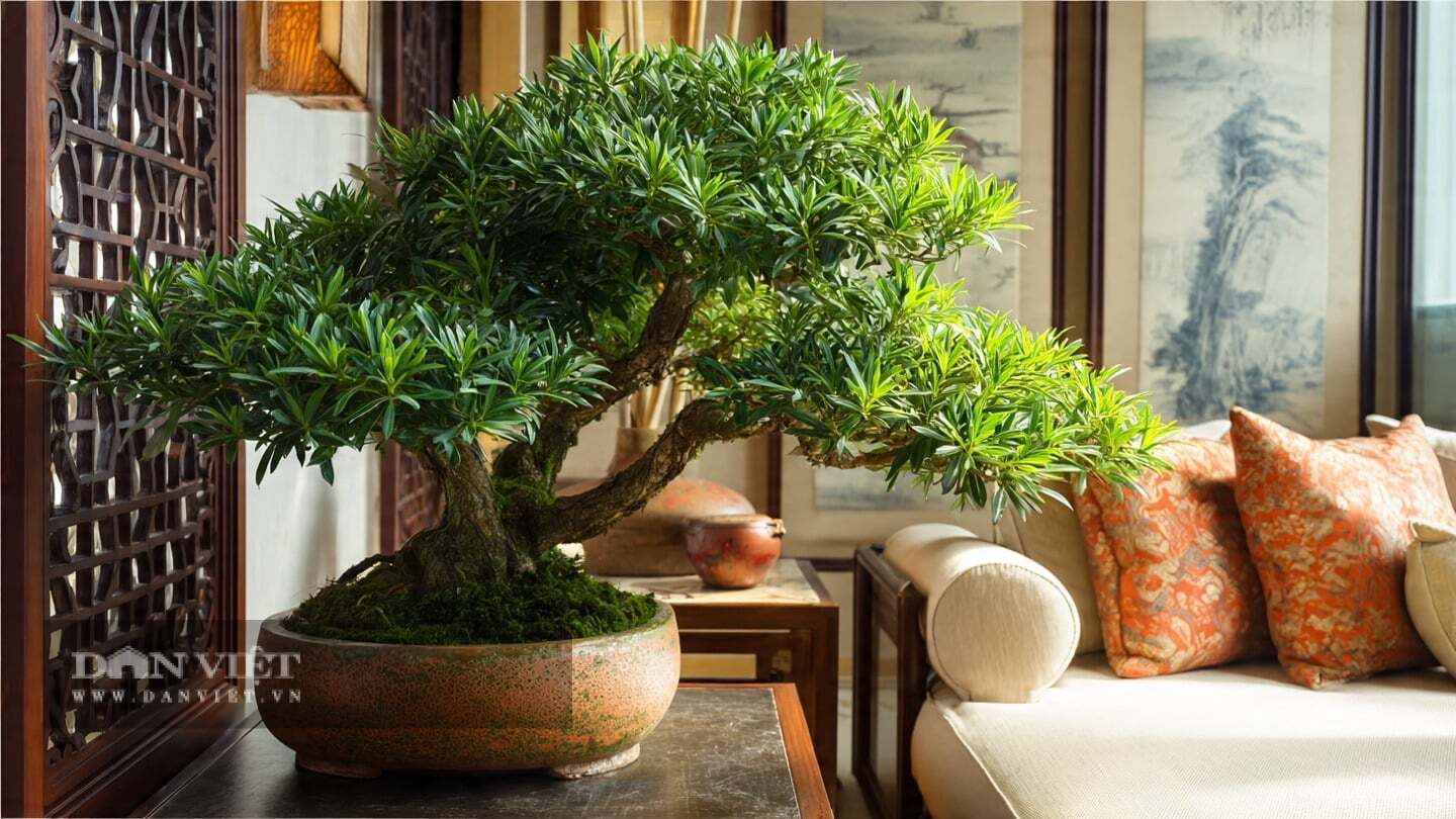 Cây cảnh này mang đến một năng lượng bảo vệ ổn định.