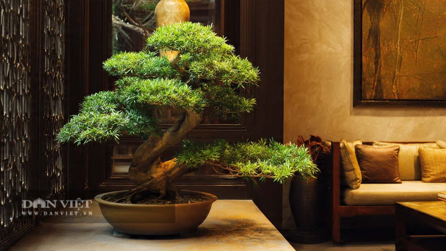 img src/upload/1-2026/images/2026-01-02/1767370849-tung-la-han-cay-canh-nguoi-xua-a3-0312-width1440height810.jpg width660 /