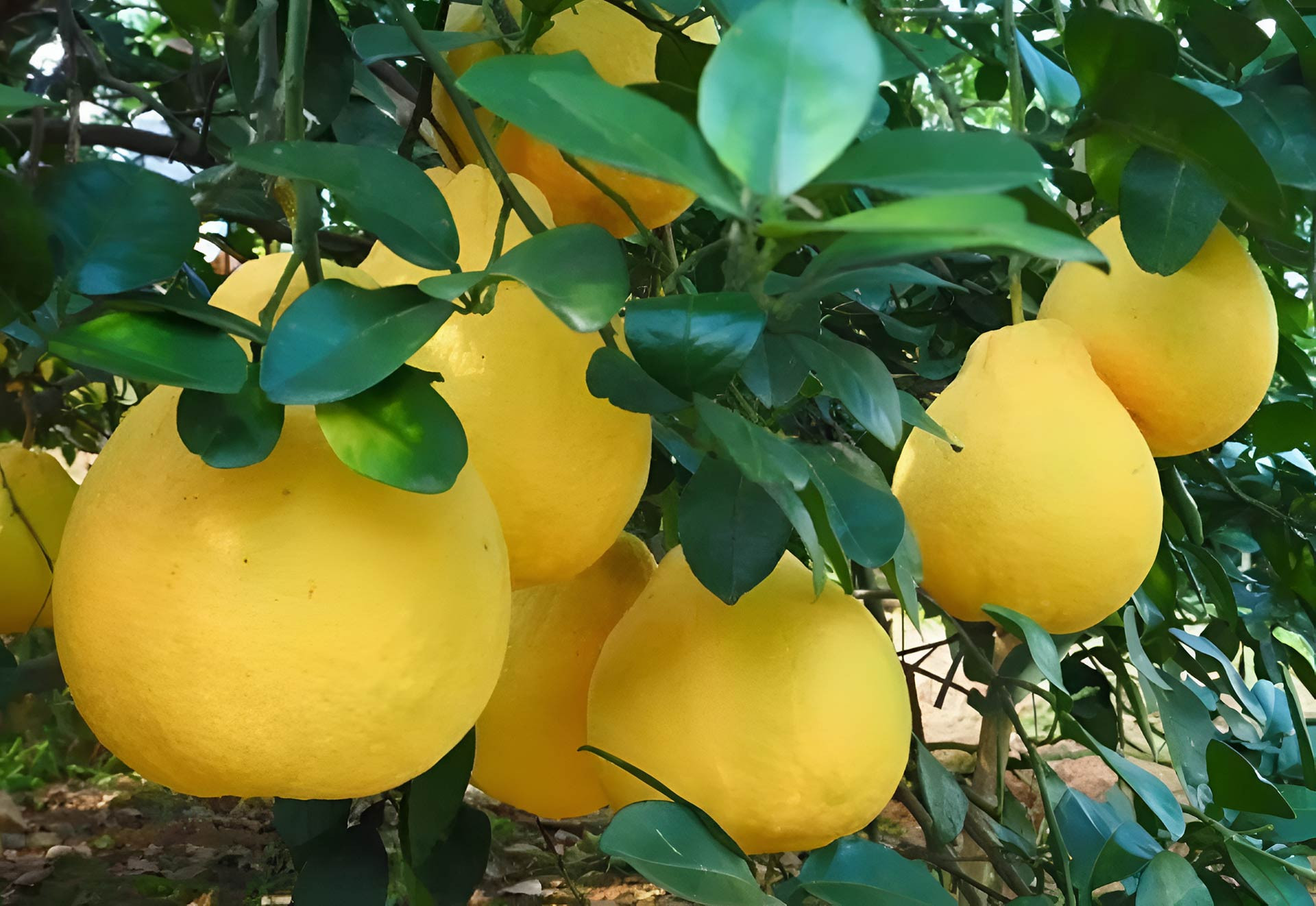 Những quả bưởi da căng mọng, lấp ló sau tán lá xanh mướt, thể hiện sự sinh sôi, đủ đầy. Ảnh: Baidu