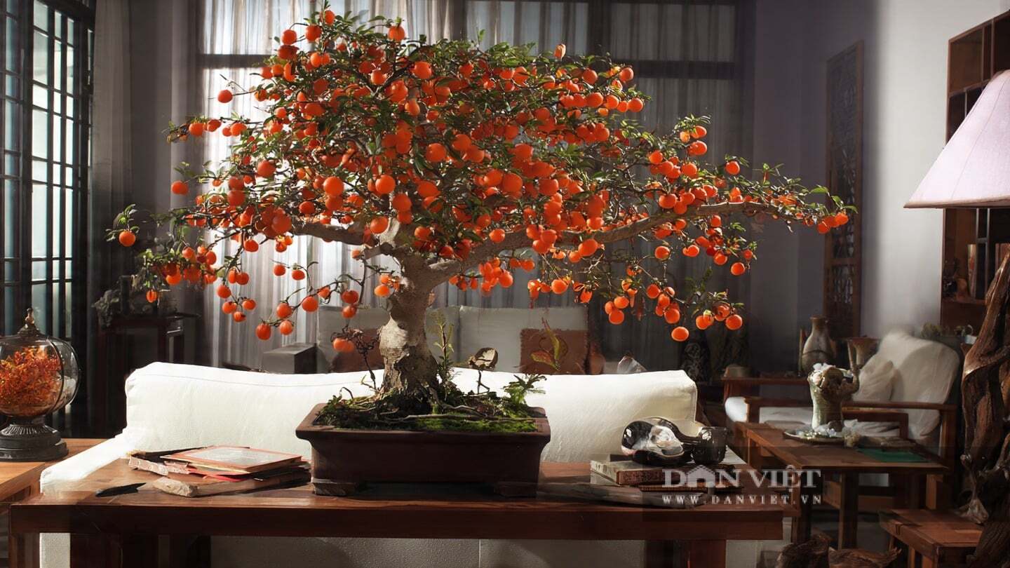 Có những cây cảnh như đồ cổ xanh có thể tăng giá trị; giá trị của chúng tăng gấp 10, 100 lần sau mười năm chăm sóc.