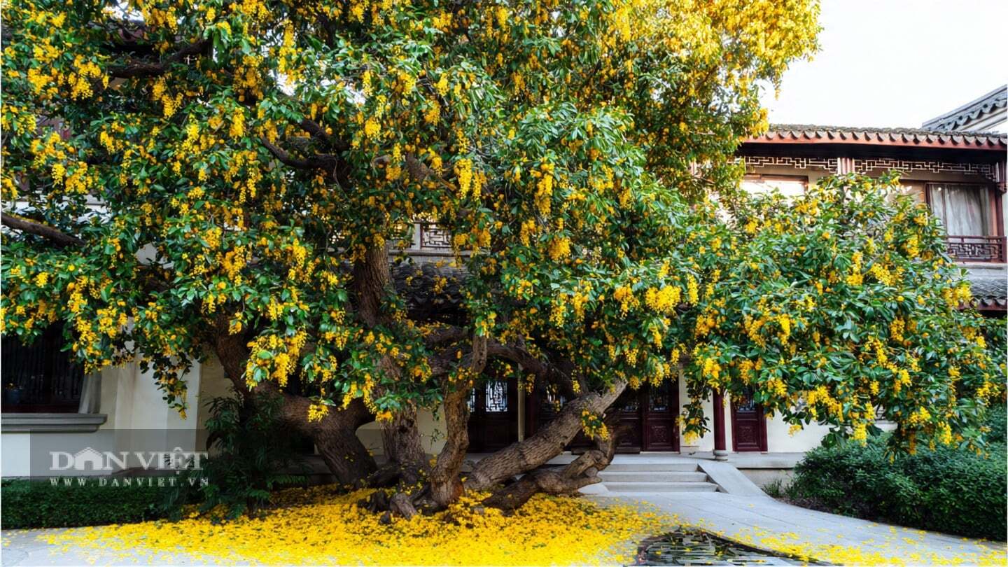 Khi cây cảnh này nở hoa, hoa tuôn như suối, hương hoa sẽ tràn ngập